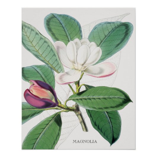 Waterverf Botanische witte Magnolia & groene blade Perfect Poster (Voorkant)