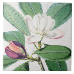 Waterverf Botanische witte Magnolia & groene blade Tegeltje