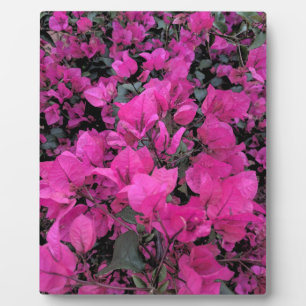 Waterverf-Bougainvillea Fotoplaat