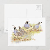 Waterverf California Quail Bird Natuur Art Briefkaart (Voorkant / Achterkant)