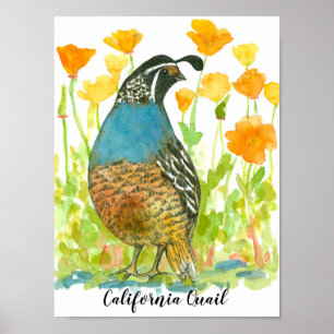Waterverf California Quail Bird Poster