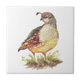 Waterverf California Quail Bird Wildlife Art Tegeltje