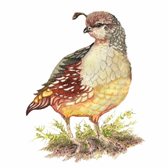 Waterverf California Quail, Tuinvogel Staand Fotobeeldje (Voorkant)