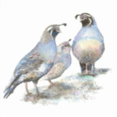 Waterverf Californië Quail Bird Natuur Wildlife Sticker (Voorkant)