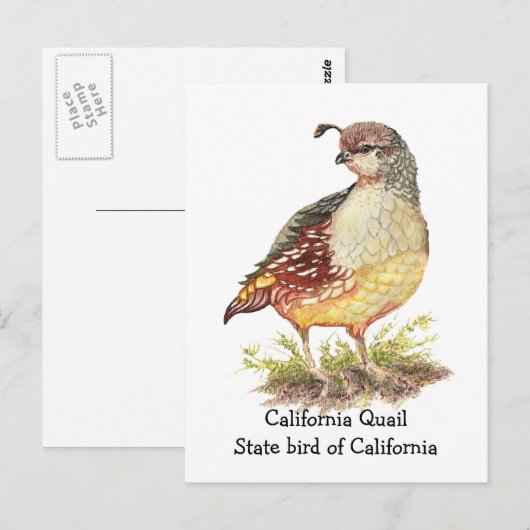 Waterverf Californische Quail State-vogel Briefkaart (Voorkant / Achterkant)