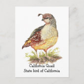 Waterverf Californische Quail State-vogel Briefkaart (Voorkant)