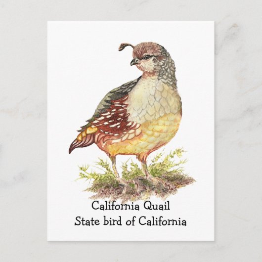 Waterverf Californische Quail State-vogel Briefkaart (Voorkant)