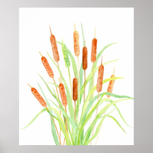 Waterverf Cattail (Typha), spruw, zaadkoppen Poster (Voorkant)