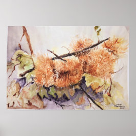 Waterverf Chesnuts egel Poster