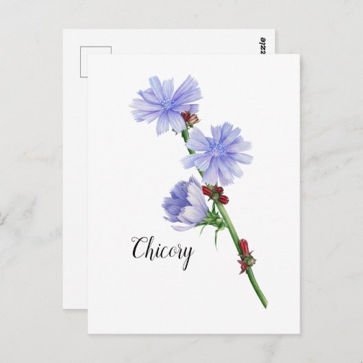 Waterverf Chicory Flowers Briefkaart (Voorkant / Achterkant)