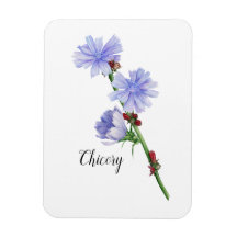 Waterverf Chicory Flowers