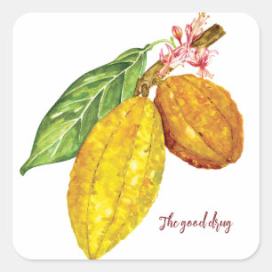 Waterverf chocoladeboomfruit vierkante sticker