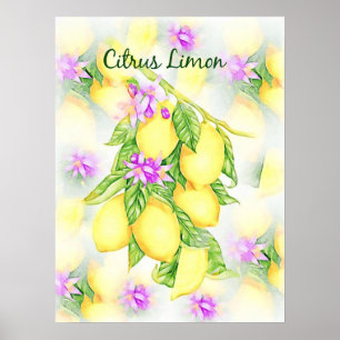 Waterverf Citrus limon Fruit Kitchen Poster