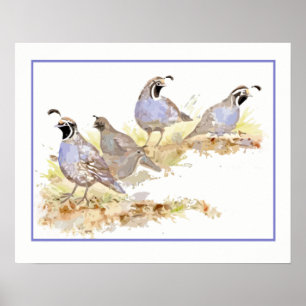 Waterverf Covey of California Quail Birds Poster