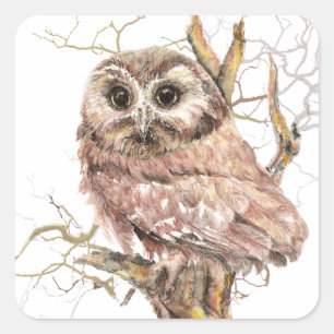 Waterverf Cute Saw Whet Owl, Bird Vierkante Sticker
