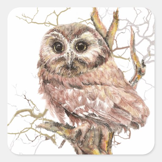 Waterverf Cute Saw Whet Owl, Bird Vierkante Sticker (Voorkant)