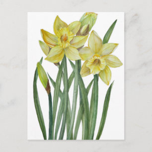 Waterverf Daffodils Flower Portrait Illustratie Briefkaart
