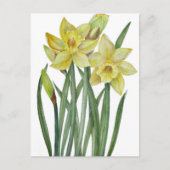 Waterverf Daffodils Flower Portrait Illustratie Briefkaart (Voorkant)