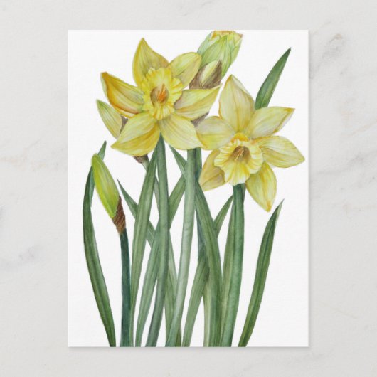 Waterverf Daffodils Flower Portrait Illustratie Briefkaart (Voorkant)