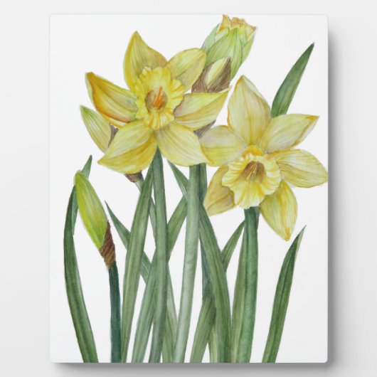 Waterverf Daffodils Flower Portrait Illustratie Fotoplaat (Voorkant)