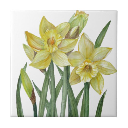 Waterverf Daffodils Flower Portrait Illustratie Tegeltje (Voorkant)