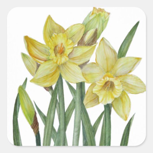 Waterverf Daffodils Flower Portrait Illustratie Vierkante Sticker (Voorkant)