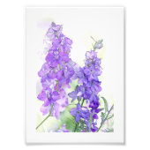 Waterverf Delphiniums Foto Afdruk (Voorkant)