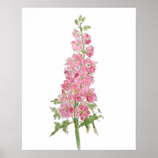 waterverf en inkt van de roze larkspur poster (Voorkant)