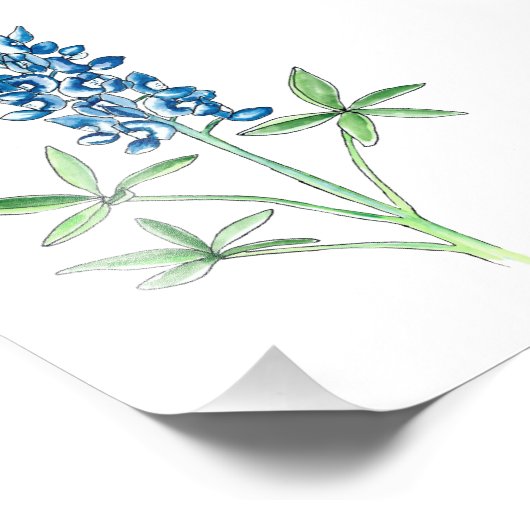 Waterverf en pen Bluebonnet Foto Afdruk (Hoek)