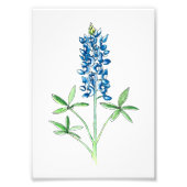 Waterverf en pen Bluebonnet Foto Afdruk (Voorkant)