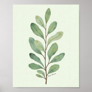 Waterverf Eucalyptus Tak Botanisch Poster