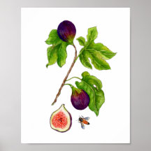 Waterverf Fig botanische  stijl