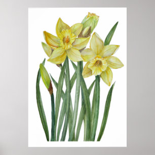 Waterverf gele diaffodils Botanische illustratie Poster