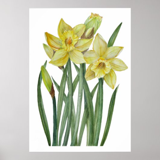 Waterverf gele diaffodils Botanische illustratie Poster (Voorkant)