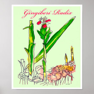 Waterverf Ginger Root Poster