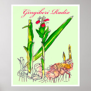 Waterverf Ginger Root Poster