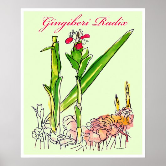 Waterverf Ginger Root Poster (Voorkant)