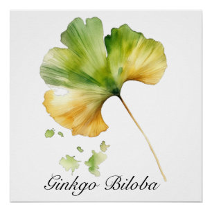 Waterverf Ginkgo Biloba Blad Botanisch Welzijn Perfect Poster