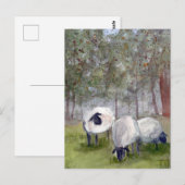 Waterverf graasschapen briefkaart (Voorkant / Achterkant)