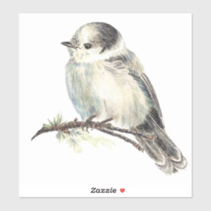 Waterverf Gray Jay Wildlife Natuur Sticker