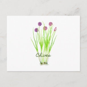 Waterverf herb chives illustratie briefkaart
