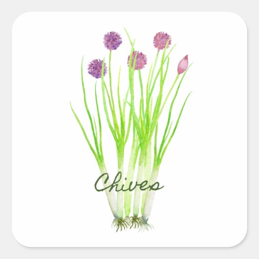 Waterverf herb chives illustratie vierkante sticker (Voorkant)