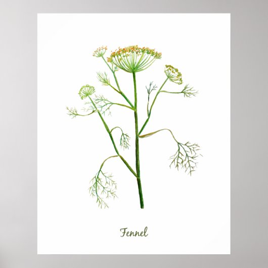 Waterverf Herb Fennel Illustratie Poster (Voorkant)