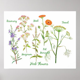 Waterverf Herb Flowers Illustratie Poster