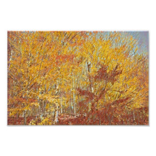 Waterverf Herfst Foilage Foto Afdruk