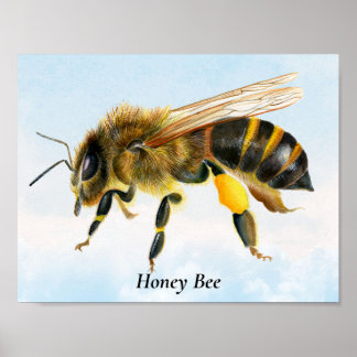 Waterverf honingbijen Poster voor het schilderen v