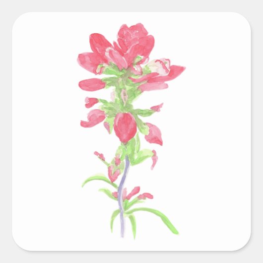 Waterverf Indian Paintbrush Flower Vierkante Sticker (Voorkant)
