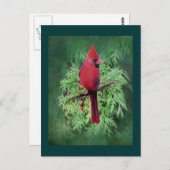 Waterverf Kardinaal Bird Cedar Tree Natuur Art Briefkaart (Voorkant / Achterkant)