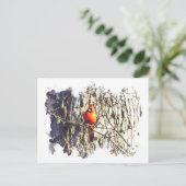 Waterverf kardinaal briefkaart (Staand voorkant)