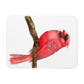 Waterverf kardinale vogels magneet (Horizontaal)